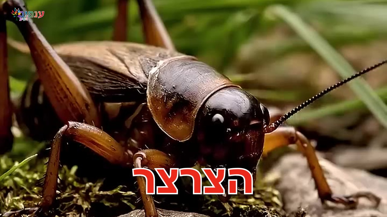 הצרצר