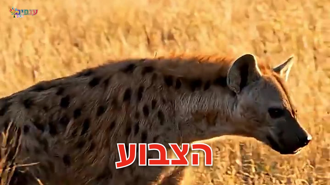 הצבוע